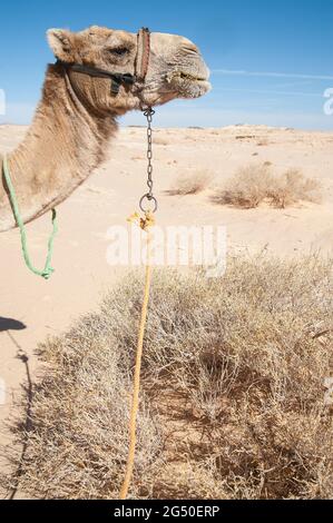 EGITTO, SINAI: Insieme a Bedouin Soliman al Ashrab della tribù Mzaina, 2 cammelli e 2 cani ho camminato per quattro giorni attraverso il deserto vicino a. Foto Stock