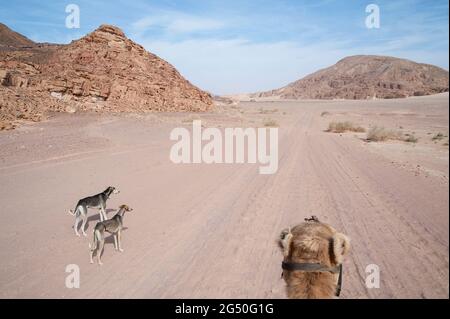 EGITTO, SINAI: Insieme a Bedouin Soliman al Ashrab della tribù Mzaina, 2 cammelli e 2 cani ho camminato per quattro giorni attraverso il deserto vicino a. Foto Stock