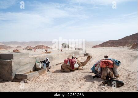 EGITTO, SINAI: Insieme a Bedouin Soliman al Ashrab della tribù Mzaina, 2 cammelli e 2 cani ho camminato per quattro giorni attraverso il deserto vicino a. Foto Stock