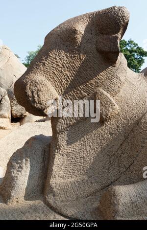 Grande pietra Nandi di fronte al Pancha Rathas (cinque Rathas) di Mamallapuram, un sito patrimonio dell'umanità dell'UNESCO a Tamil Nadu, India del Sud Foto Stock