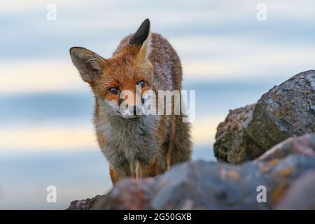 Un'inquisiva giovane volpe urbana (Vulpes vulpes) che vive sul bordo di Portsmouth Harbour - Giugno 2021 Foto Stock