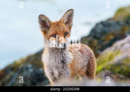 Un'inquisiva giovane volpe urbana (Vulpes vulpes) che vive sul bordo di Portsmouth Harbour - Giugno 2021 Foto Stock