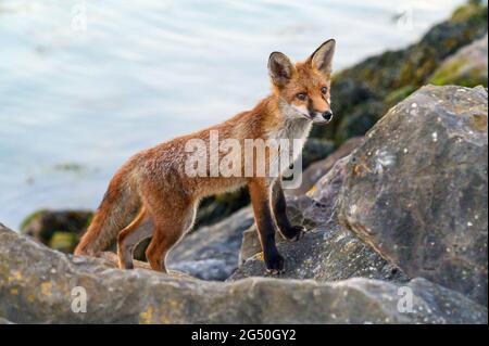 Un'inquisiva giovane volpe urbana (Vulpes vulpes) che vive sul bordo di Portsmouth Harbour - Giugno 2021 Foto Stock