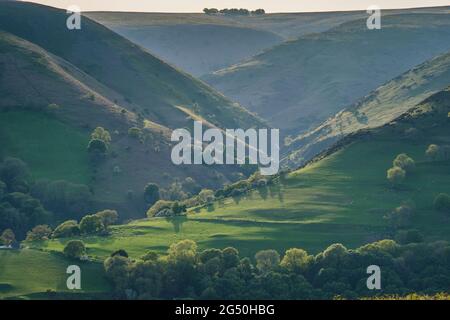 Alberi illuminati al sole in Ashes Hollow sul Long Mynd, Church Stretton, Shropshire Foto Stock