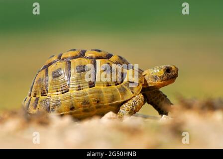 Spira la tartaruga coscia, Testudo Graeca camminare nella natura selvaggia Foto Stock