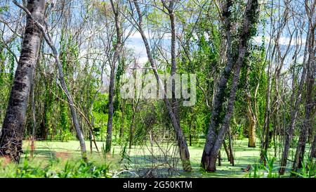 Pianura allagata con tronchi di alberi e piante acquatiche. Paesaggio tipico del Pantanal brasiliano. Foto Stock