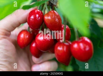 Aseleben, Germania. 24 Giugno 2021. Le ciliegie dolci pendono sull'albero in una piantagione a Obsthof am Süßen See. Le ciliegie dolci maturano su 318 ettari nella zona di coltivazione della Landesverband Sächsisches Obst e.V. in Sassonia e Sassonia-Anhalt. Per quest'anno, i frutticoltori dell'associazione stanno prevedendo un raccolto di circa 1900 tonnellate, e le loro aspettative sono inferiori alla media. Credit: Hendrik Schmidt/dpa-Zentralbild/dpa/Alamy Live News Foto Stock