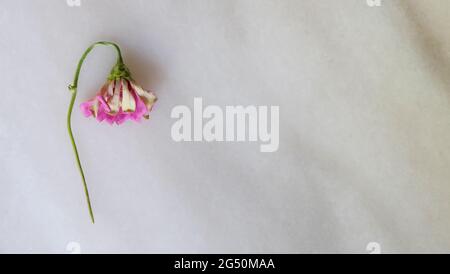 Piatto di un fiore rosa appassito con la testa che affogava. Su una superficie in marmo, con spazio per la copia sulla destra. Vista dall'alto. Foto Stock