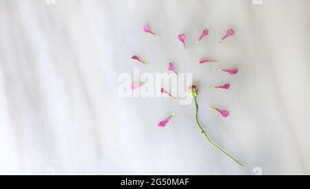 Posa piatta di una testa di fiore avvilita, con tutti i petali rosa rimossi e sparsi intorno al gambo. Foto Stock