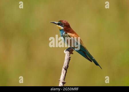 L'ape-mangiatore europeo, l'apiaster di Merops, uccello esotico colorato su un ramo con sfondo naturale. Foto Stock