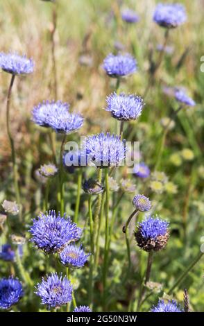 Sheeps bit fiori selvatici, aka pulsanti blu, margherita blu e fiore di ferro, Jasione montana, fioritura in Pembrokeshire, Galles Regno Unito Foto Stock