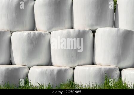 Campo di campagna con balle di fieno avvolte in sacchi di plastica in una giornata di sole su un cielo blu, sfondo Foto Stock