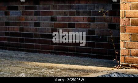 Berlino, Germania. 03 giugno 2021. Una pianta si sviluppa da una crepa nel terreno vicino al VEB Berliner Bremsenwerk ex. Credit: Stefan Jaitner/dpa/Alamy Live News Foto Stock