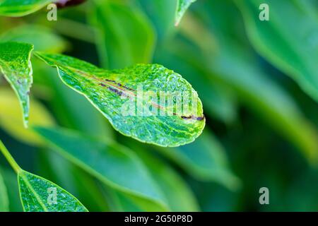 Trochodendron aralioides, albero ruota Foto Stock