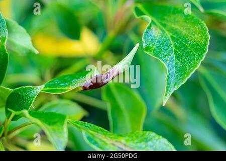 Trochodendron aralioides, albero ruota Foto Stock