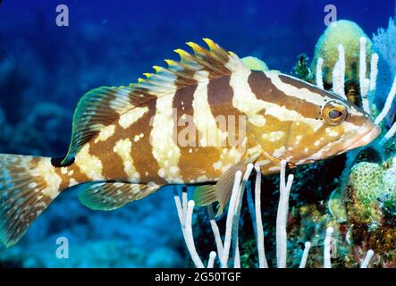 Raggruppatore di Nassau, Isole Turks e Caicos Foto Stock