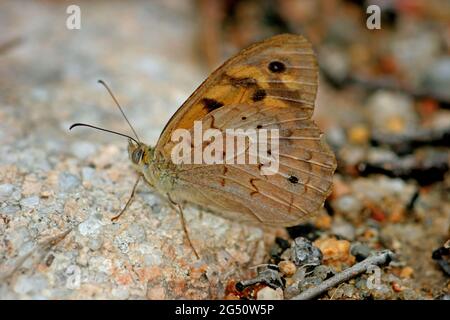 Common Brown Butterfly (Heteronympha merope) maschio adulto a riposo su roccia con ali chiuso Girraween NP, Queensland, Australia Gennaio Foto Stock