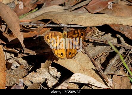 Farfalla marrone comune (Heteronympha merope) maschio adulto a riposo su lettiera foglia con ali aperte Girraween NP, Queensland, Australia Gennaio Foto Stock