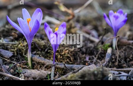 Iris giallo e viola selvatico (Crocus heuffelianus scolorito) fiore che cresce all'ombra, erba secca e foglie intorno Foto Stock