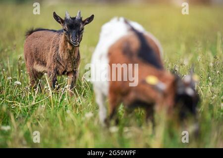 Capra bruna piccola (razza pigmy dell'Olanda) capretto che pascolava, mangiando l'erba, un altro animale offuscato in primo piano Foto Stock