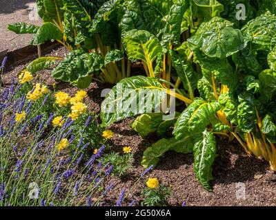 Swiss Chard Yellow Chard Marigolds & Lavanda in estate luce del sole, che cresce in un orto di cucina. Bietole, (Beta vulgaris, varietà cicla) Foto Stock