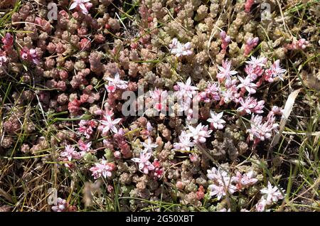 Inglese Stonecrop pianta con fiori, Sedum anglicum, fioritura in Pembrokeshire, Galles, Regno Unito Foto Stock