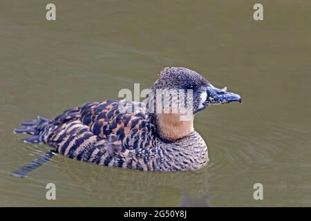 Un anatra con schienale bianco, Thalassornis leuconotus, sull'acqua Foto Stock