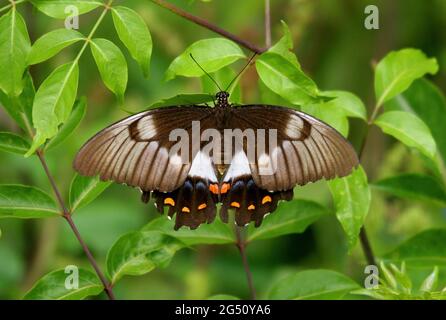 Orchard farfalla a coda di rondine (Papilio aegeus) femmina adulta che riposa sulla vegetazione con le ali aperte Lamington NP, Queensland, Australia Dicembre Foto Stock