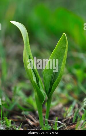 Adder's Tongue Fern, Hartland Moor, Somerset, Regno Unito Foto Stock