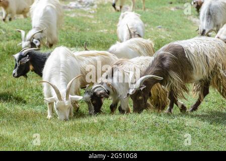 Mandria di capre nella regione Ladakh dell'Himalaya con capelli morbidi e lunghi. Foto Stock