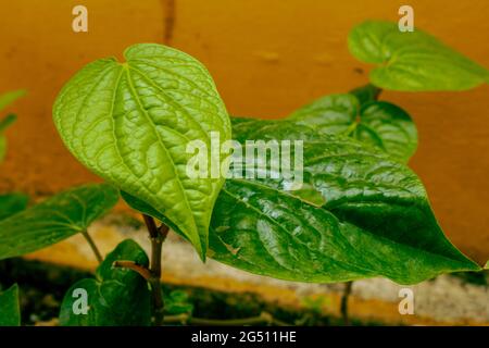 Vista delle foglie di betel che sono usate avvolgere paan con noce o tabacco di areca Foto Stock