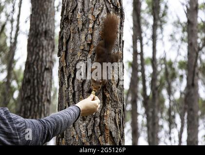 Scoiattolo che mangia noci in foresta, animali selvatici e liberi Foto Stock