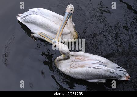 Due pellicani bianchi in acqua con grandi querce incrociate Foto Stock