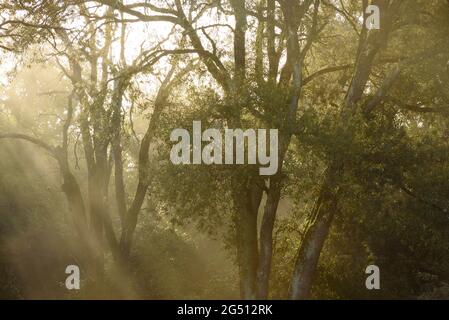 Nebbia e raggi di luce tra i lecci del Colle d'Eres (Parco Naturale Sant Llorenç del Munt i l'Obac, Barcellona, Catalogna, Spagna) Foto Stock