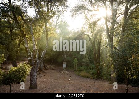 Nebbia e raggi di luce tra i lecci del Colle d'Eres (Parco Naturale Sant Llorenç del Munt i l'Obac, Barcellona, Catalogna, Spagna) Foto Stock