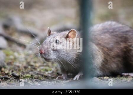 Inquisitivo Brown Rat al Parco Foto Stock