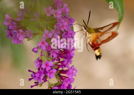 Hwak-moth Hemaris fuciformis foraggio su una Buddleia Foto Stock