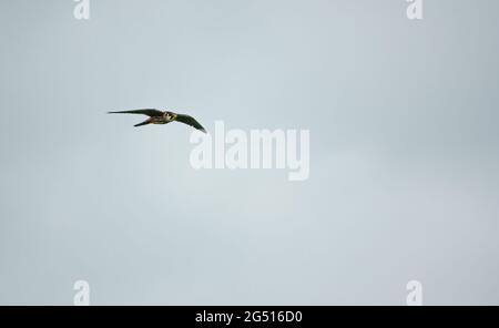 Un falco passero (Accipiter nisus) sorvola le paludi sulla pianura di Salisbury in cerca di preda Foto Stock