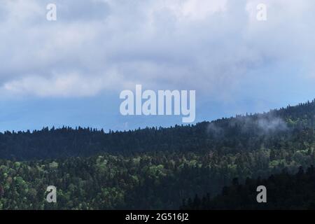 Natura e paesaggio del Parco nazionale del Caucaso. Fitta foresta verde estiva di conifere e sagome di montani all'orizzonte in foschia. Montagne, fie Foto Stock