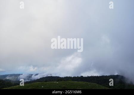 Natura e paesaggio del Parco nazionale del Caucaso. Fitta foresta verde estiva di conifere e sagome di montani all'orizzonte in foschia. Montagne, fie Foto Stock