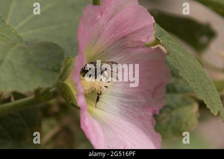 L'ape si siede in un fiore, l'ape riempita di polline di fiore, l'ape trova miele Foto Stock
