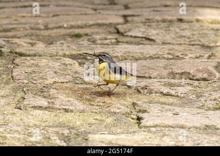 Gray wagtail (Motacilla cinerea) con una libellula nel suo becco per nutrire il suo giovane, giugno, Inghilterra, Regno Unito Foto Stock