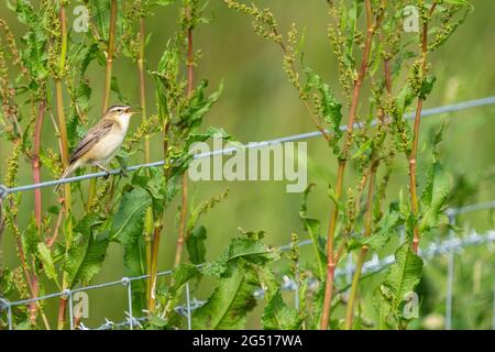 Sedge Warbler (Acrocephalus schoenobaenus) preso a RSPB Cors Ddyga Foto Stock