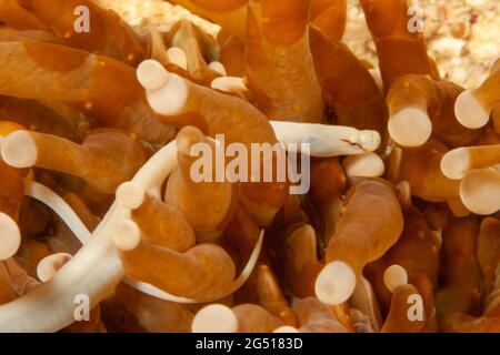 Si tratta di un pesce pipefish maschile, Siokunichthys nigrolineatus, su corallo di funghi, Heliofungia actiniformis, Isola di Mabul, Malesia. Gli oggetti ovali marroni su t Foto Stock