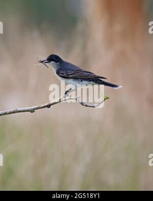 Eastern Kingbird che mangia una libellula nel becco, Inglewood Bird Sanctuary, Alberta, Canada. Tyrannus tyrannus Foto Stock