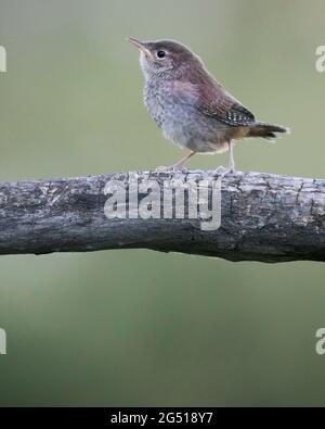Casa Wren (Troglodytes aedon) arroccato su un ramo di albero Foto Stock
