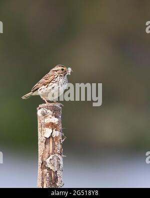 Savannah Sparrow con becco pieno di insetti (Passerculus sandwich ichensis) Foto Stock