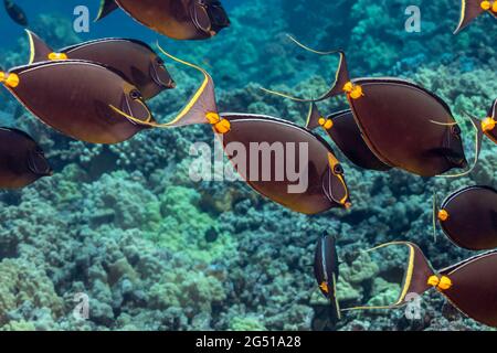 I grandi orangespine maschili unicornfish, naso lituratus, hanno lunghi streamers che vengono fuori dalla pinna di coda, Hawaii. Foto Stock