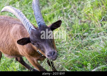 Una capra di camoscio è in piedi nell'erba Foto Stock