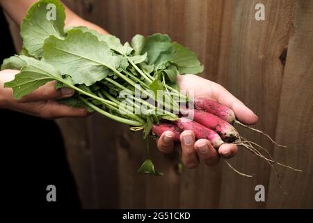 Rafano rosso appena raccolto - Raphanus Sativus Foto Stock